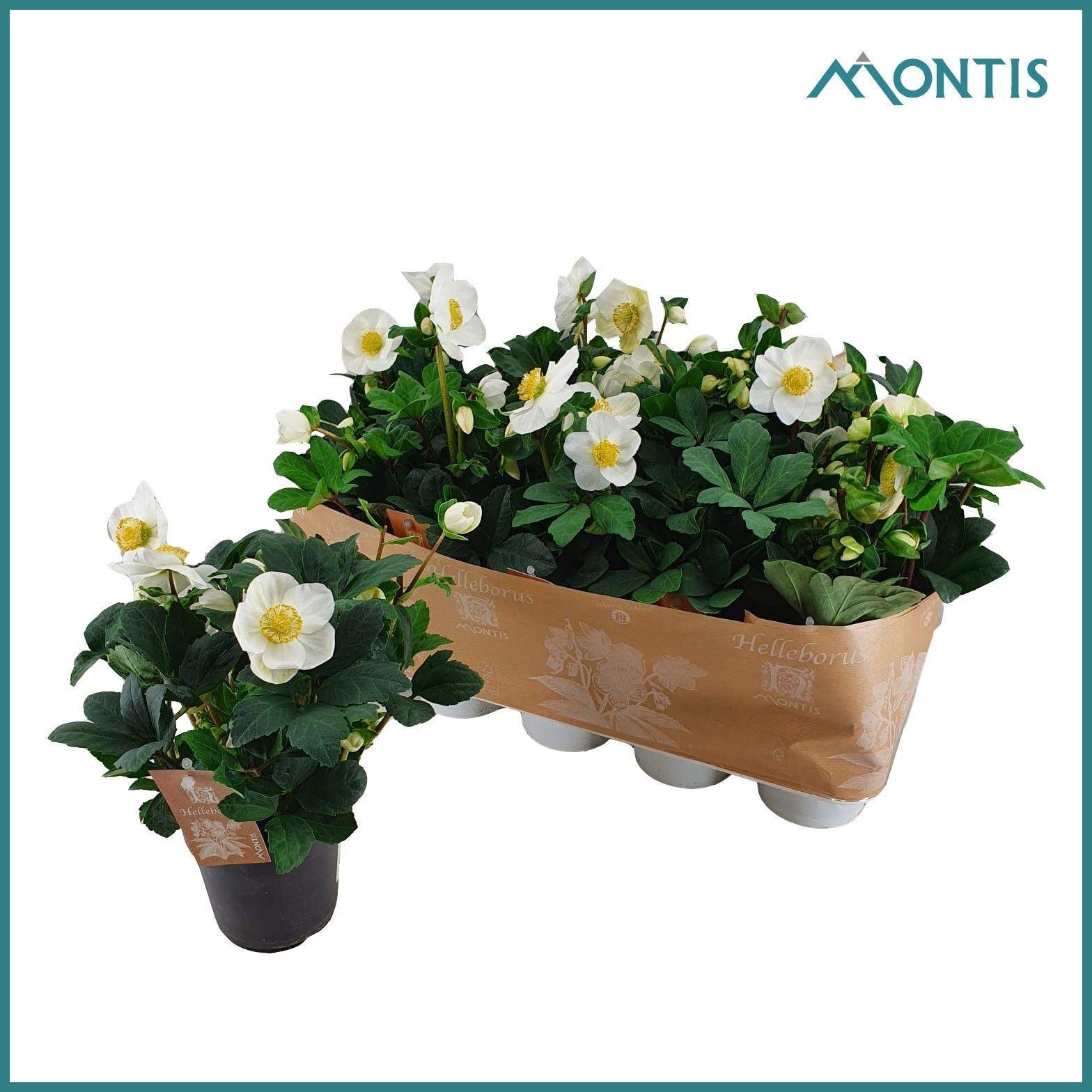 Горшечные цветы и растения оптом Helleborus Nig. Christmas Carol от 12шт из Голландии с доставкой по России