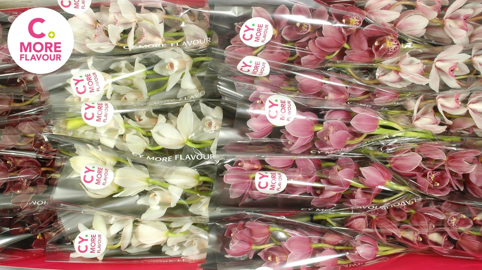 Срезанные цветы оптом Minicymbidium mix mothers day от 10шт. из Голландии с доставкой по России