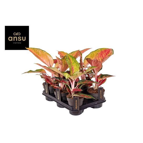 Горшечные цветы и растения оптом Aglaonema Chili Red от 10шт из Голландии с доставкой по России