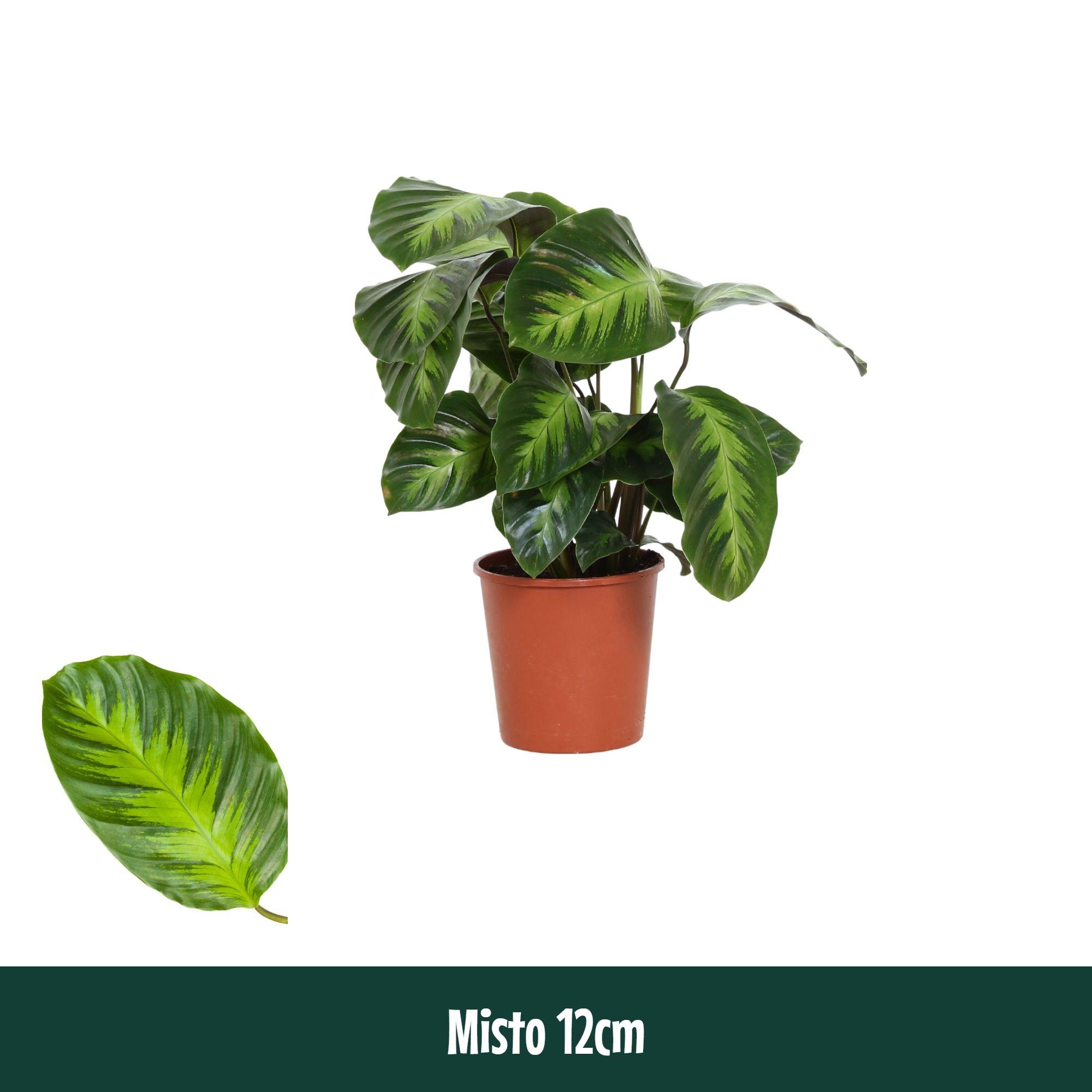 Горшечные цветы и растения оптом Calathea Misto от 10шт из Голландии с доставкой по России