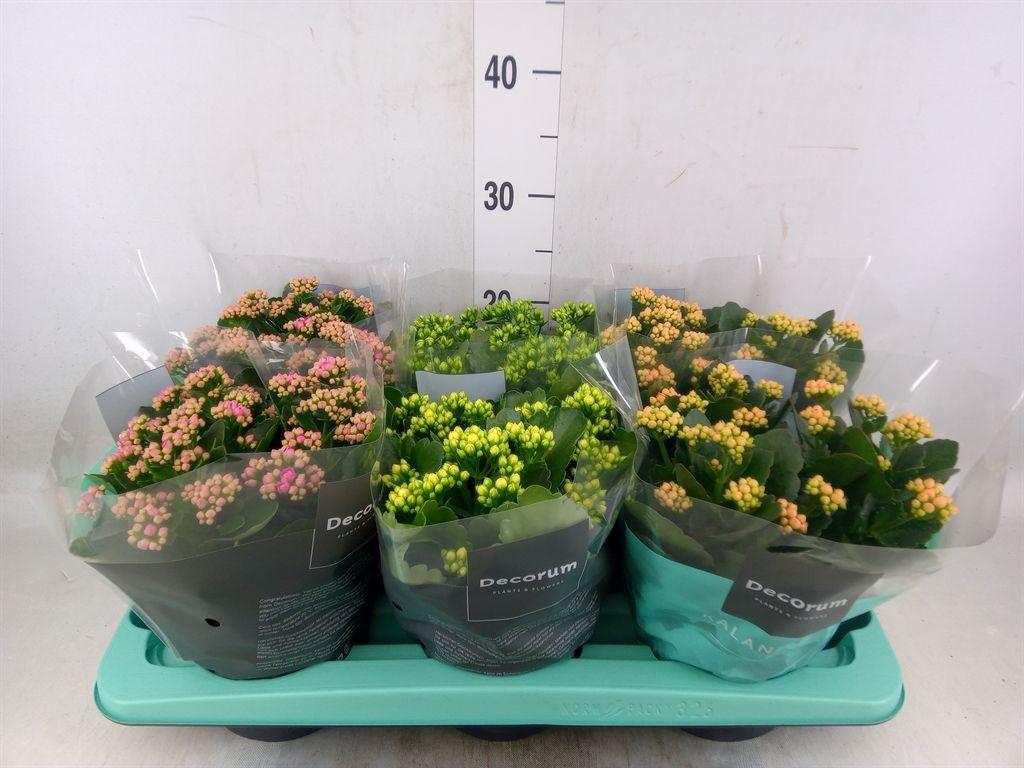 Горшечные цветы и растения оптом Kalanchoe Blos.   ..rosebud Mix  4 от 6шт из Голландии с доставкой по России