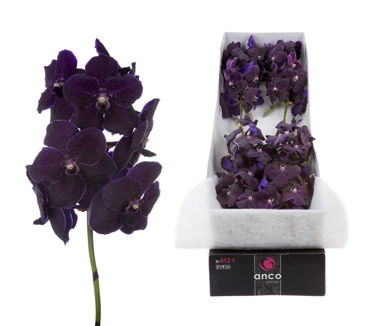 Срезанные цветы оптом Vanda nitaya velvet blackberry per stem от 4шт. из Голландии с доставкой по России
