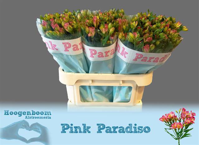 Срезанные цветы оптом Alstroemeria fl pink paradiso от 60шт из Голландии с доставкой по России