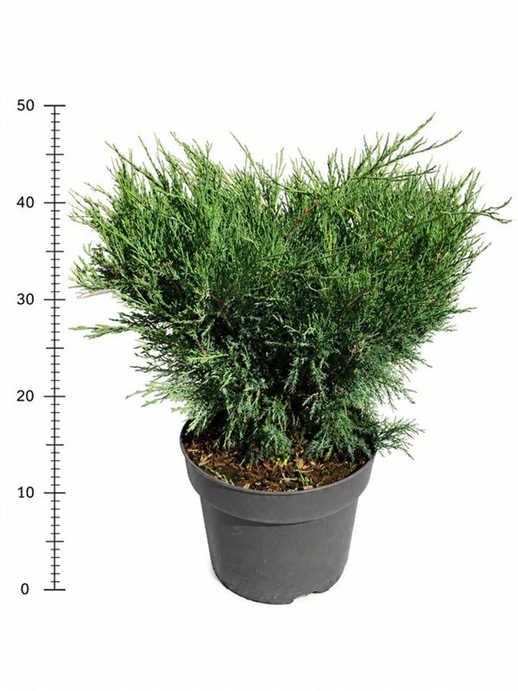 Горшечные цветы и растения оптом Juniperus Sabina от 1шт из Голландии с доставкой по России