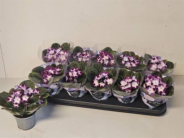 Горшечные цветы и растения оптом Saintp Ov от 10шт (для телеги) из Голландии с доставкой по России