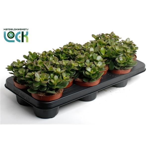 Горшечные цветы и растения оптом Crassula Minor от 9шт из Голландии с доставкой по России