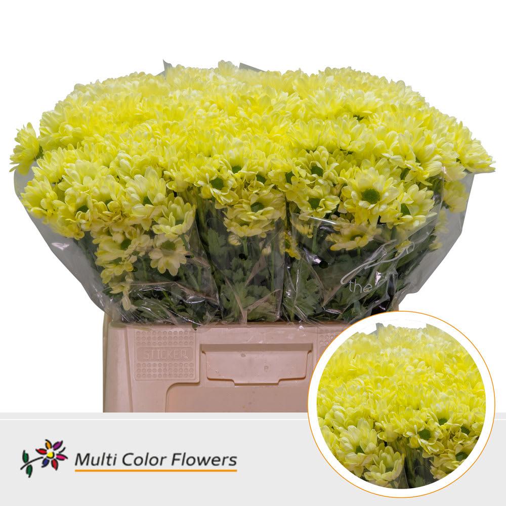 Срезанные цветы оптом Chrys sp paint kennedy yellow от 40шт из Голландии с доставкой по России