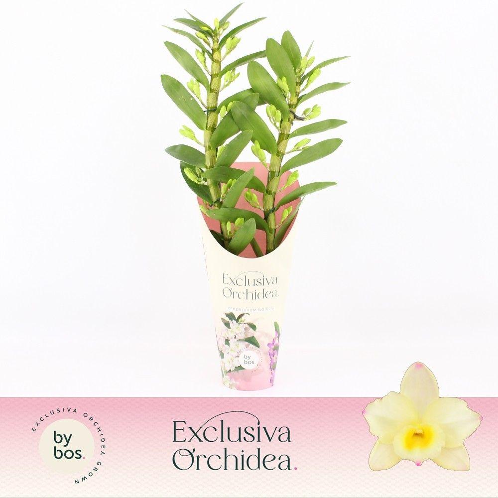 Горшечные цветы и растения оптом Dendr Nob 2st Tweety Exclusiva Orchidea A от 6шт из Голландии с доставкой по России