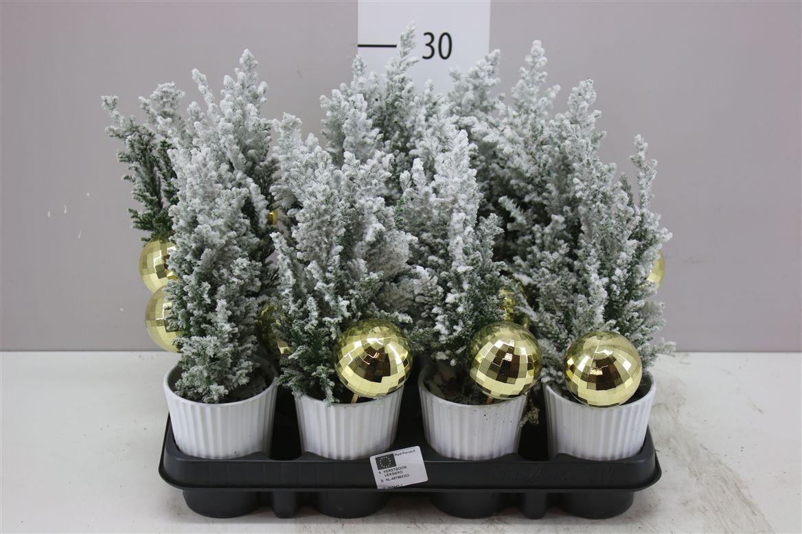Горшечные цветы и растения оптом Chamaecyparis La Ellwoodii Snow Zink Pot Met Deco от 12шт (для телеги) из Голландии с доставкой по России