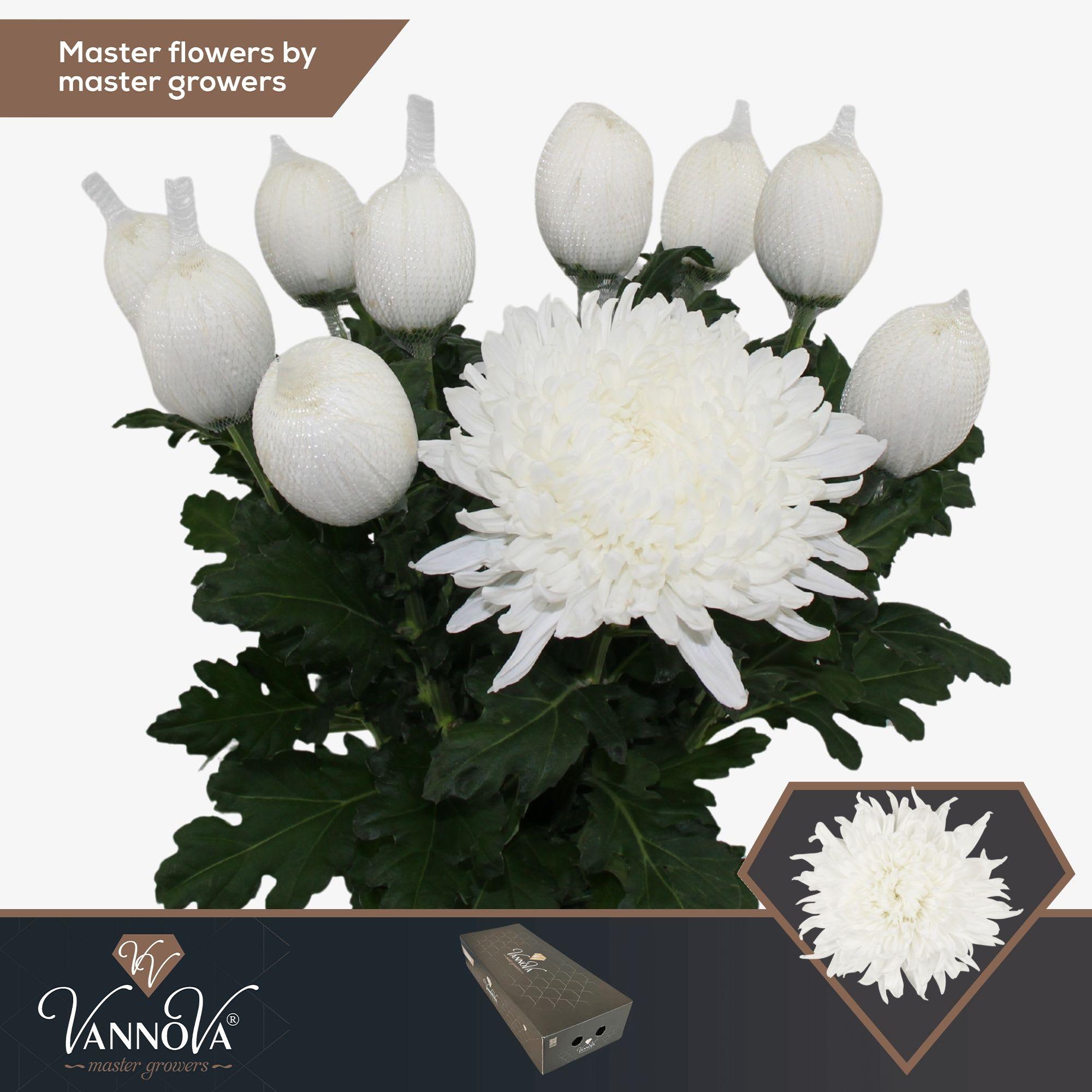 Срезанные цветы оптом Chrys bl stravina от 60шт. из Голландии с доставкой по России