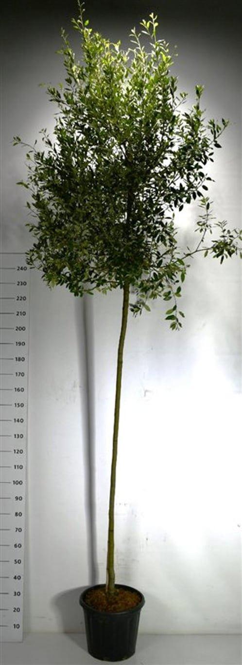 Горшечные цветы и растения оптом Quercus Ilex от 1шт из Голландии с доставкой по России