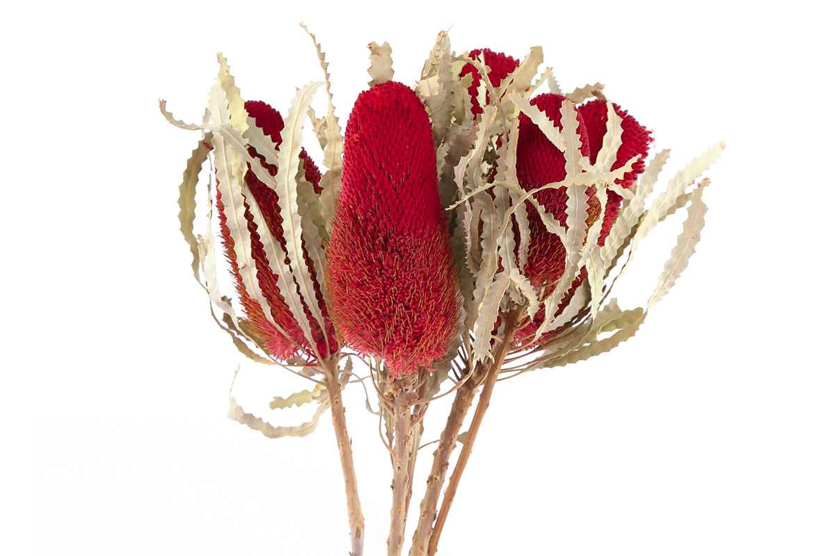 Срезанные цветы оптом Banksia paint hookeriana red от 20шт из Голландии с доставкой по России