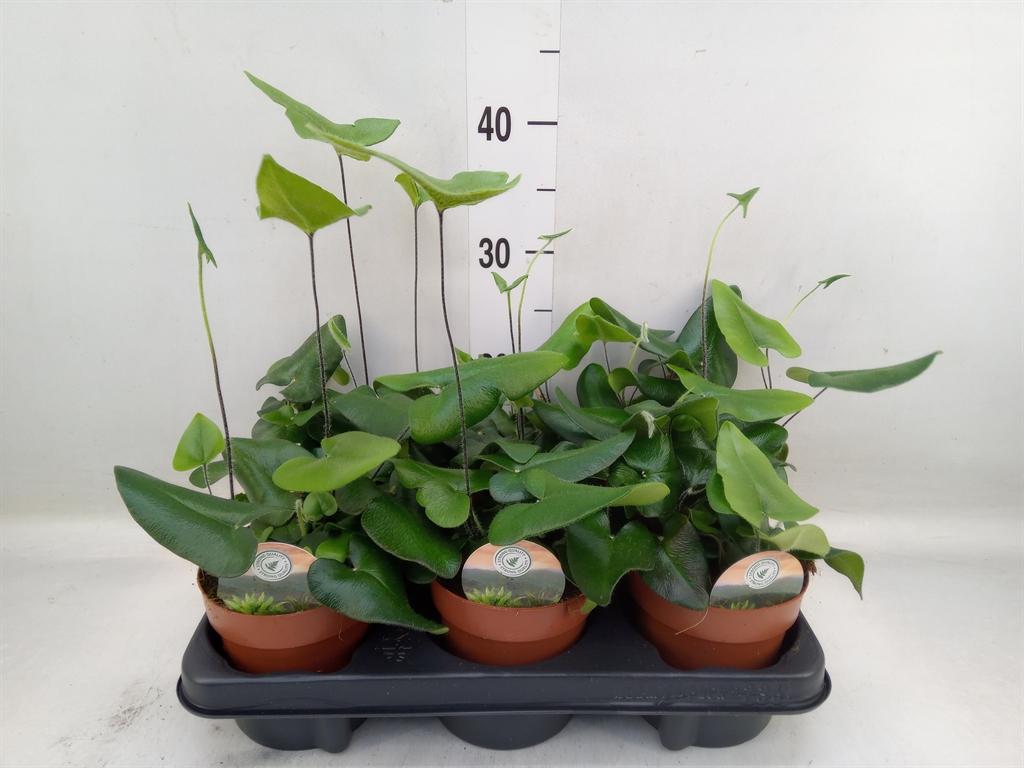 Горшечные цветы и растения оптом Hemionitis Arifolia от 6шт из Голландии с доставкой по России