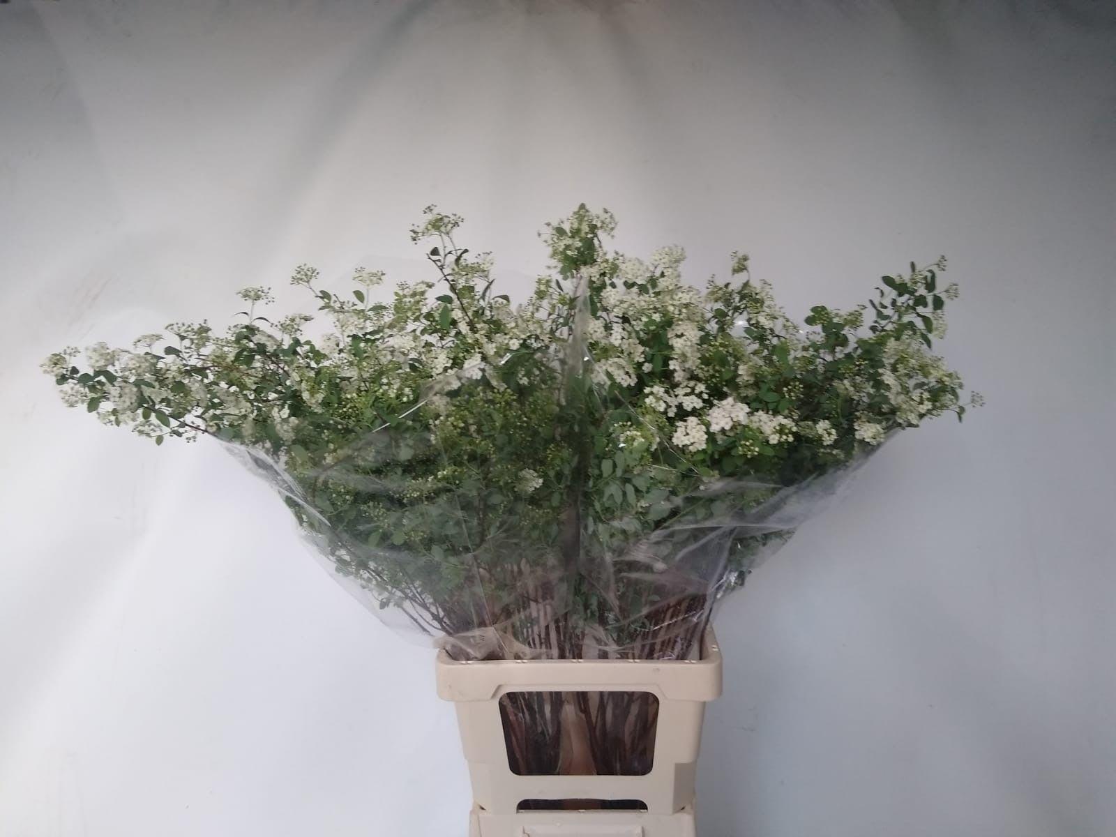 Срезанные цветы оптом Spiraea nipp snowmound от 50шт. из Голландии с доставкой по России
