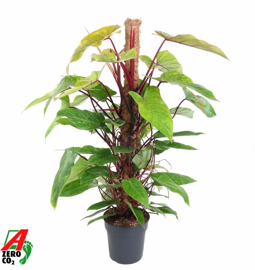 Горшечные цветы и растения оптом Philodendron Painted Lady Mosspole от 1шт из Голландии с доставкой по России
