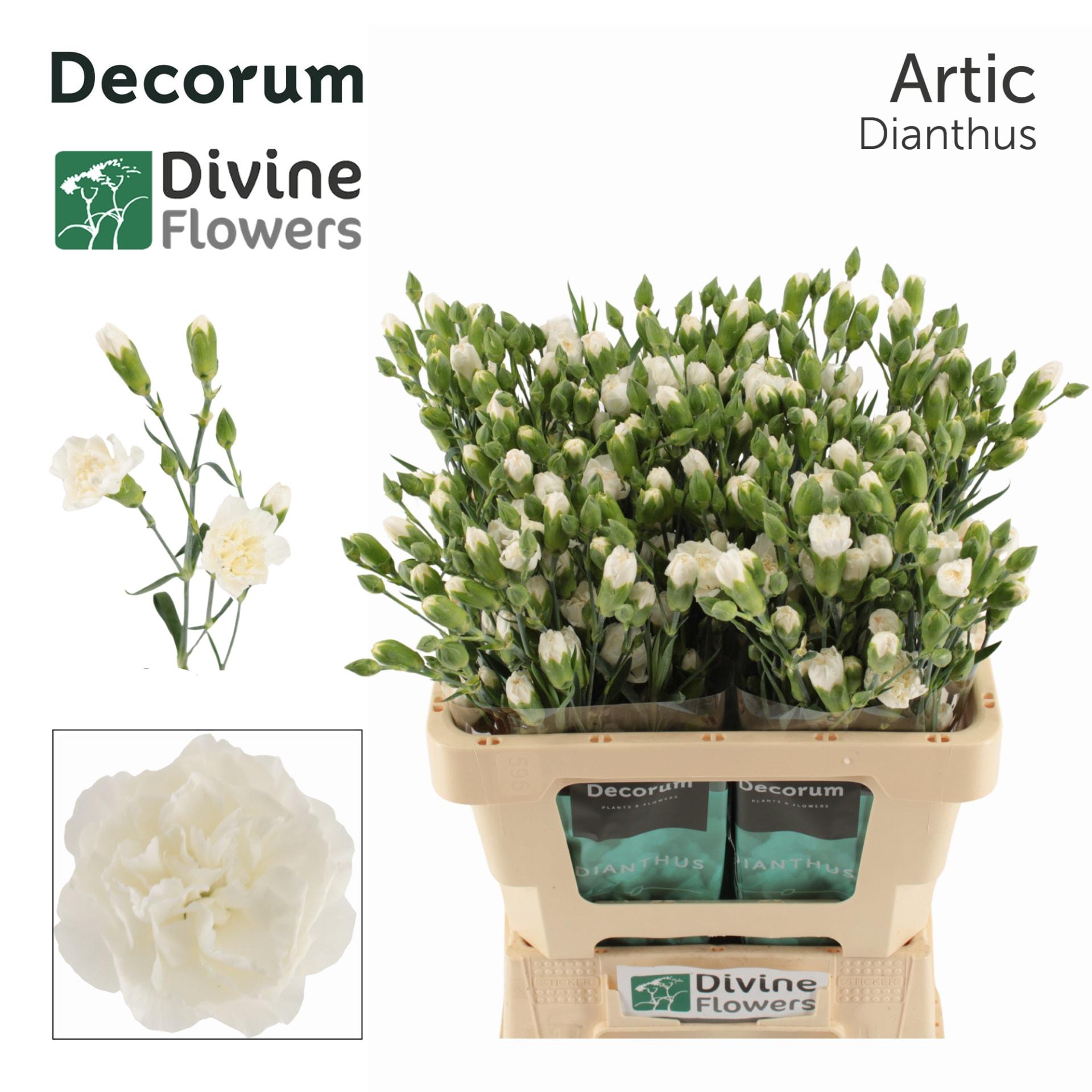 Срезанные цветы оптом Dianthus sp artic от 60шт из Голландии с доставкой по России