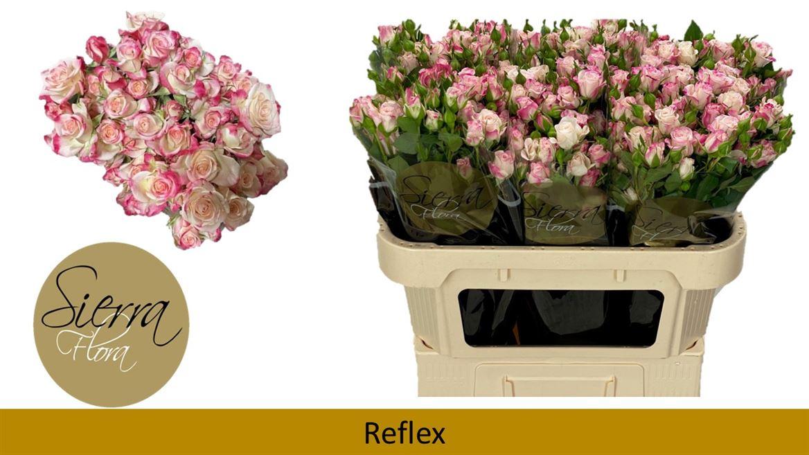 Срезанные цветы оптом Rosa spray reflex от 60шт. из Голландии с доставкой по России