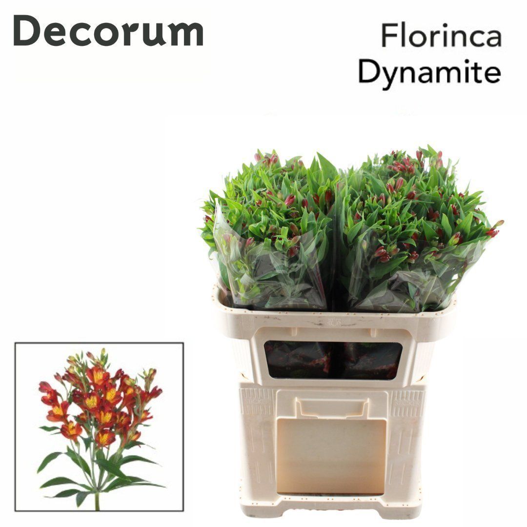 Срезанные цветы оптом Alstroemeria fl dynamite от 60шт из Голландии с доставкой по России