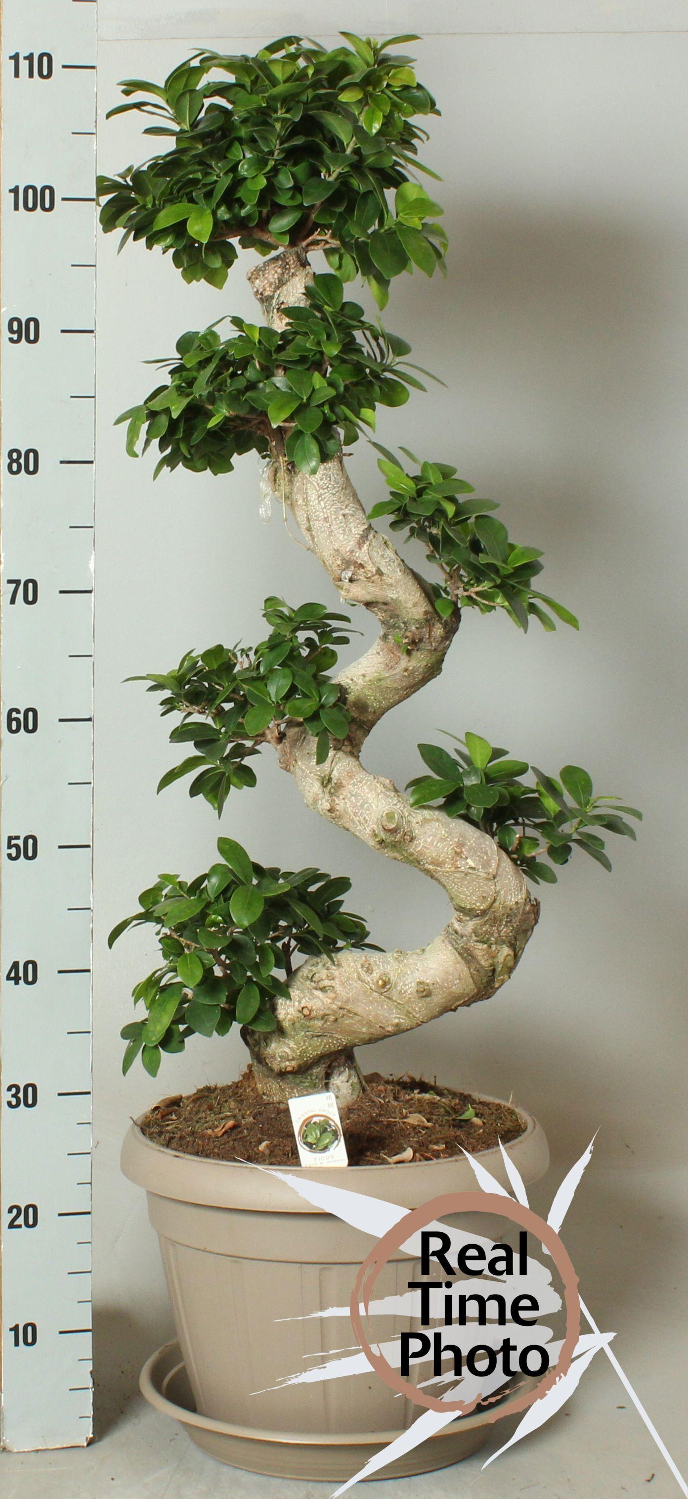 Горшечные цветы и растения оптом Fic Mi Ginseng от 1шт из Голландии с доставкой по России