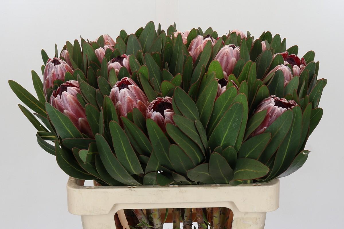 Срезанные цветы оптом Protea pink ice от 20шт из Голландии с доставкой по России