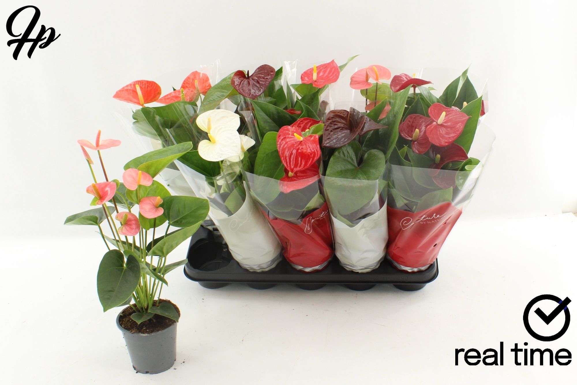 Горшечные цветы и растения оптом Anthu An Gem 4 Kl от 10шт из Голландии с доставкой по России