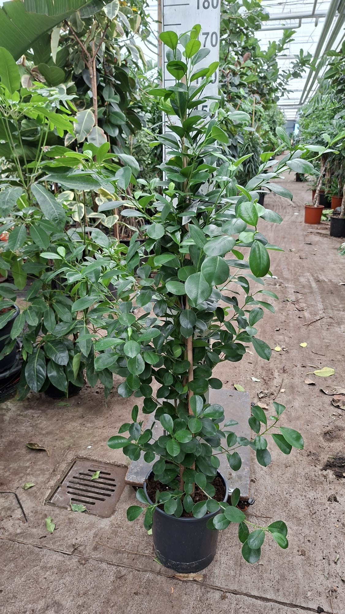 Горшечные цветы и растения оптом Ficus Microcarpa Moclame от 1шт из Голландии с доставкой по России