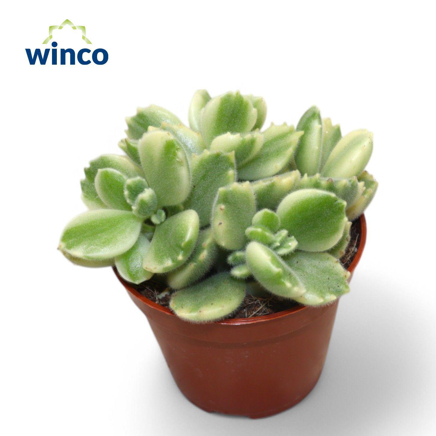 Горшечные цветы и растения оптом Cot T Ladi Whi Panda от 18шт (для телеги) из Голландии с доставкой по России