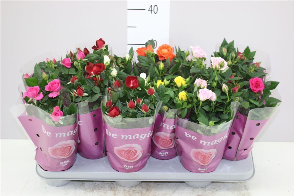 Горшечные цветы и растения оптом Rosa Beau Monde Gemengd от 12шт из Голландии с доставкой по России