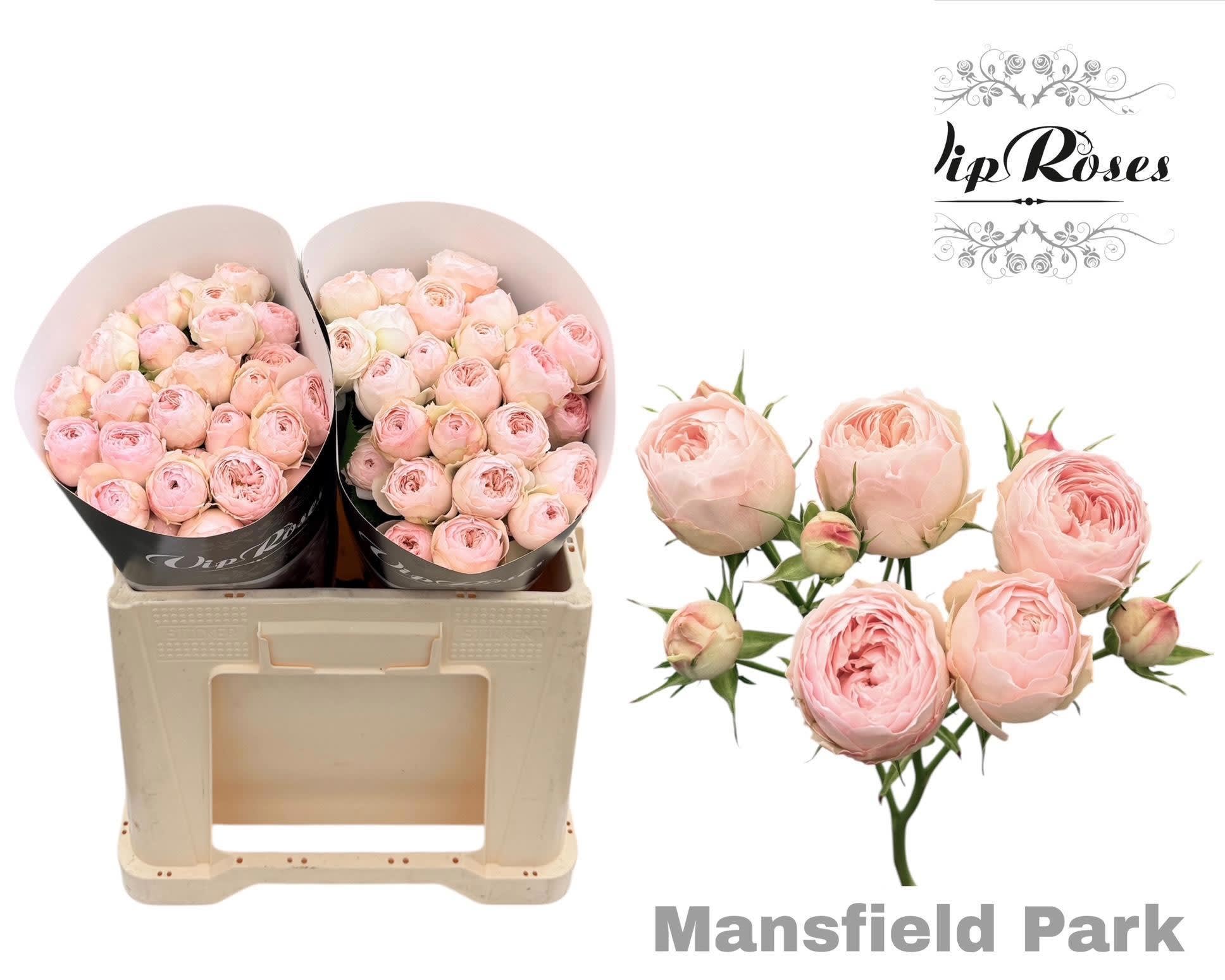 Срезанные цветы оптом Rosa spray mansfield park от 20шт из Голландии с доставкой по России
