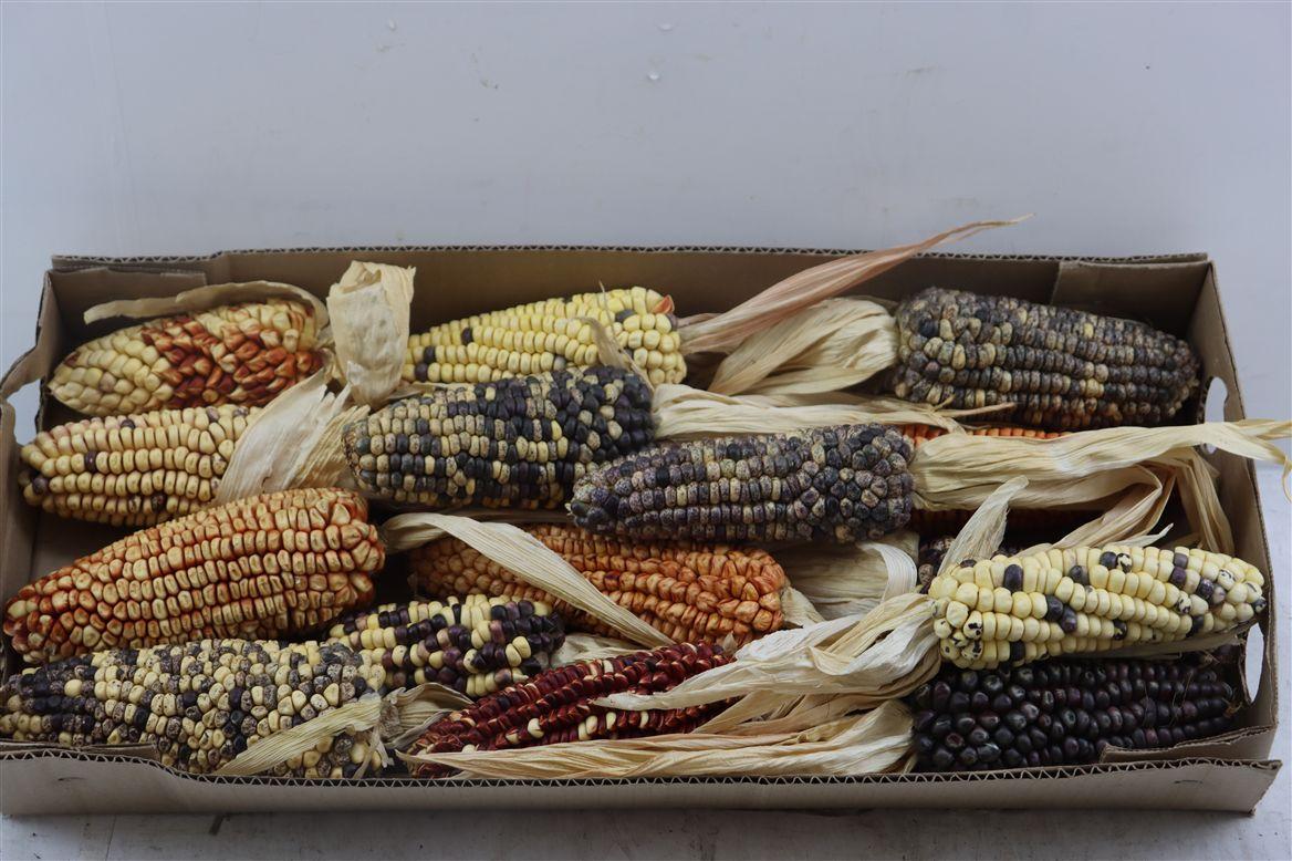 Срезанные цветы оптом Zea (mais) mays 6% от 15шт из Голландии с доставкой по России