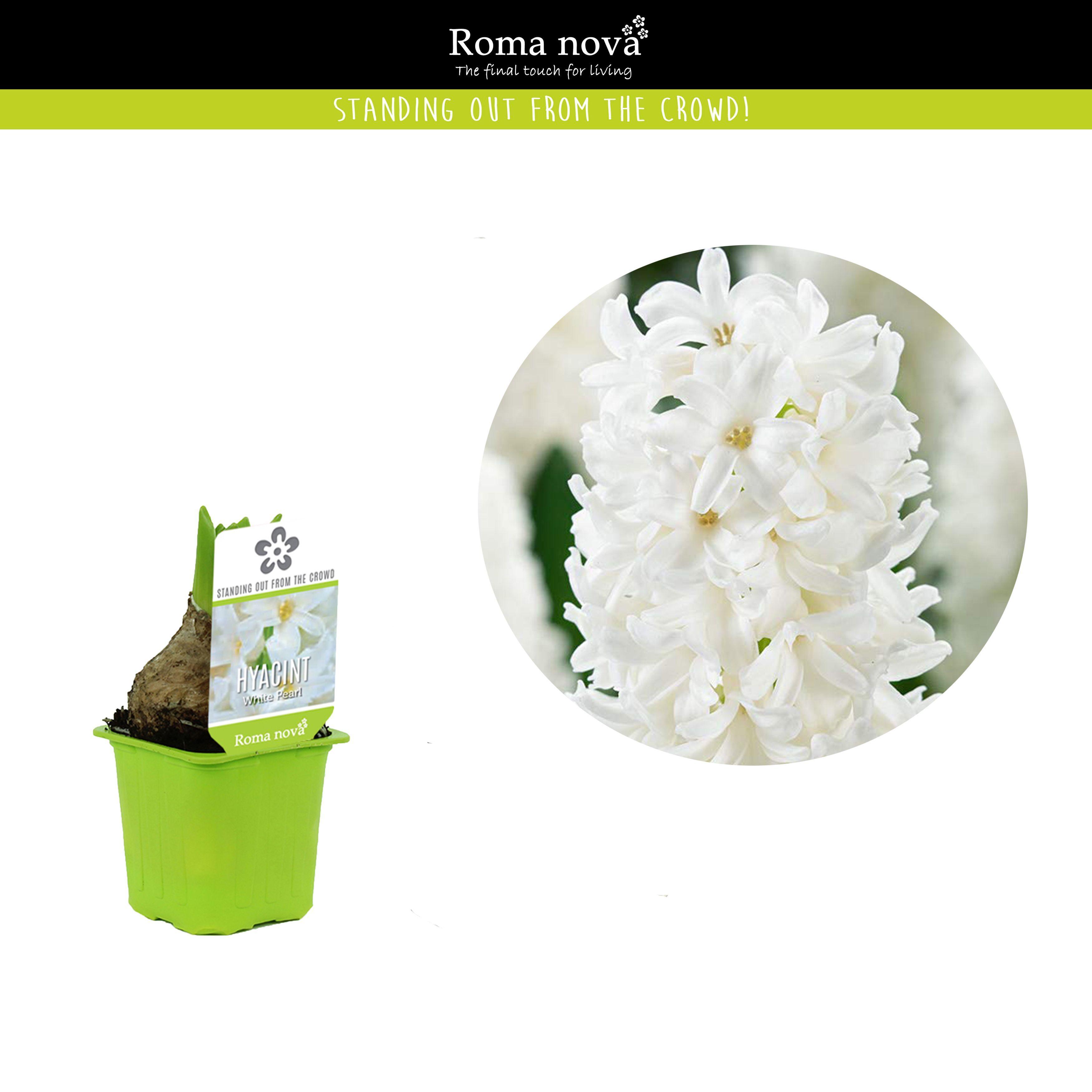 Горшечные цветы и растения оптом Hyacinthus White Pearl от 24шт (для телеги) из Голландии с доставкой по России