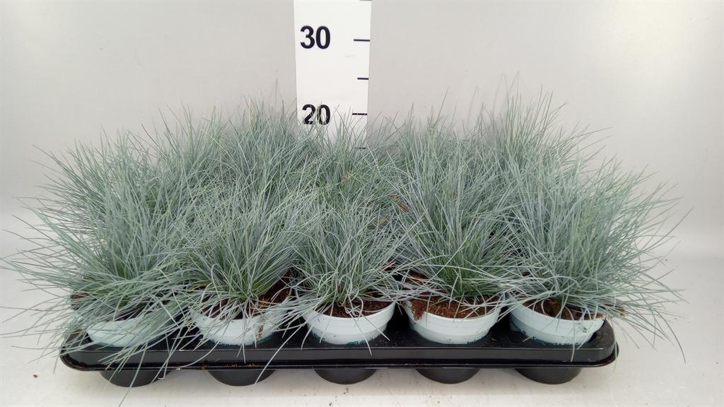 Горшечные цветы и растения оптом Festuca Glauca Compacta Blue от 15шт из Голландии с доставкой по России