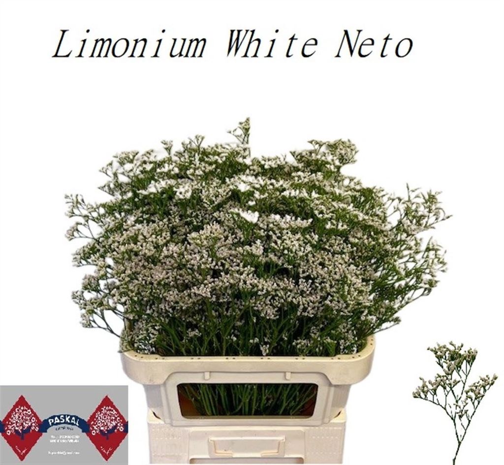 Срезанные цветы оптом Limonium caspium white neto от 25шт из Голландии с доставкой по России