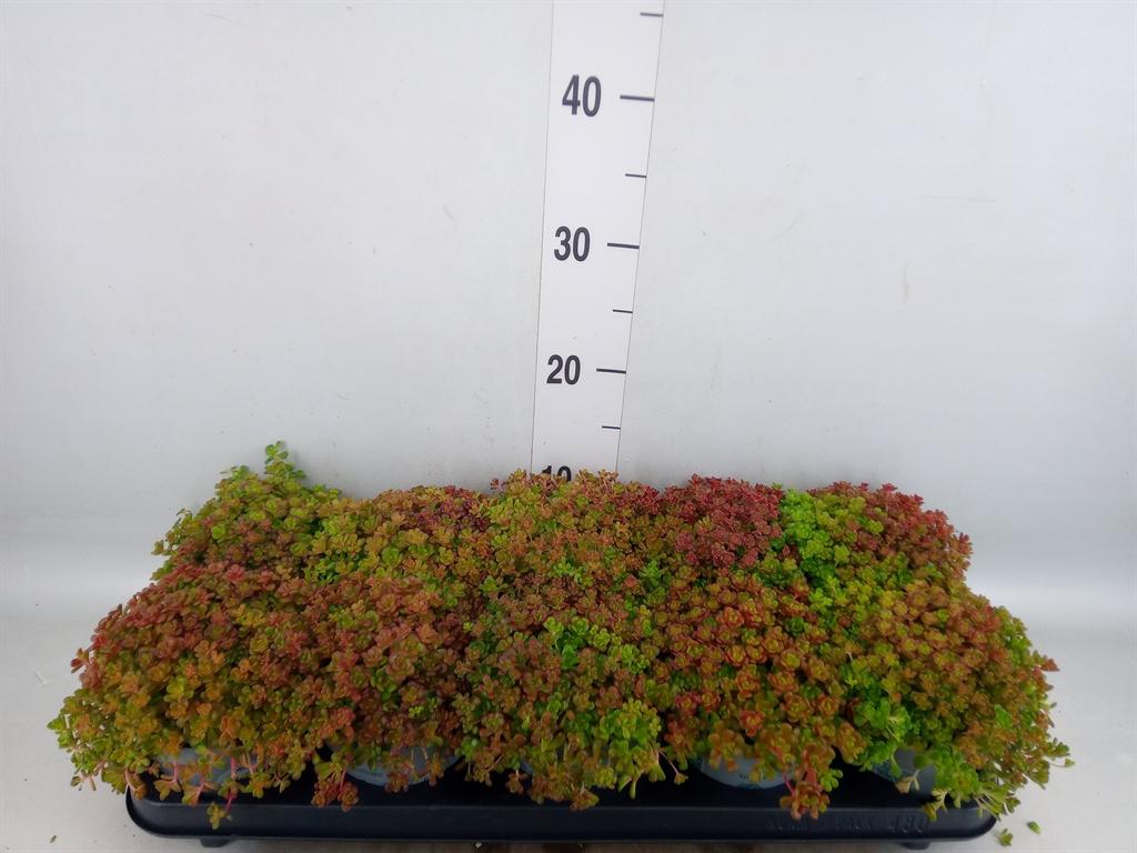 Горшечные цветы и растения оптом Sedum Oreganum от 10шт из Голландии с доставкой по России