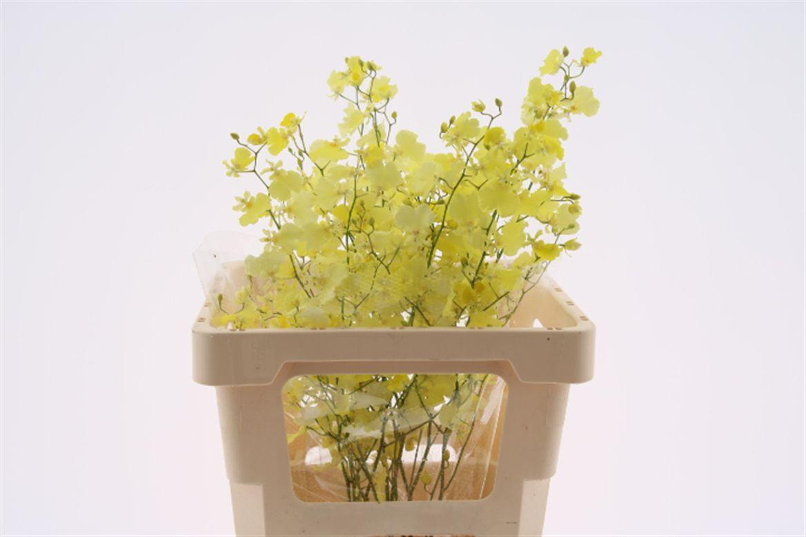 Срезанные цветы оптом Oncidium moonlight от 30шт из Голландии с доставкой по России