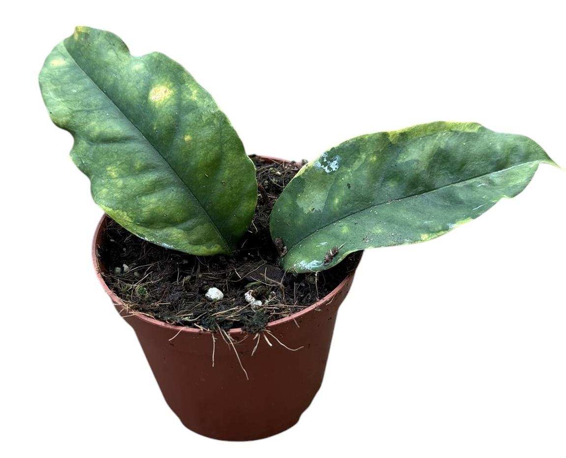Горшечные цветы и растения оптом Hoya Multiflora Variegata от 14шт (для телеги) из Голландии с доставкой по России