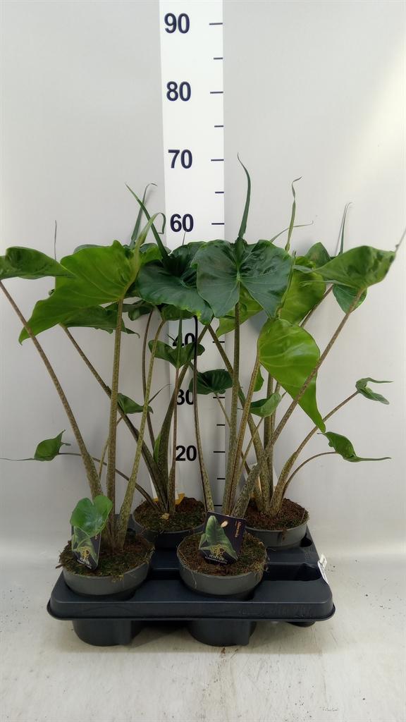 Горшечные цветы и растения оптом Alocasia Macrorrhizos stingray от 4шт (для телеги) из Голландии с доставкой по России