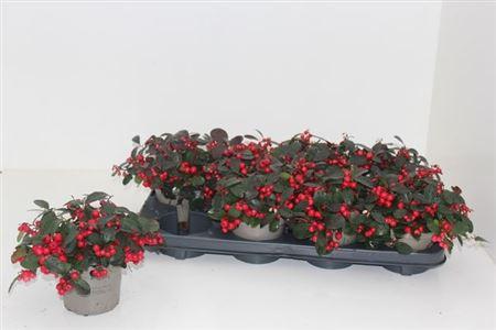 Горшечные цветы и растения оптом Gaultheria Proc Ciao Bella Red от 8шт из Голландии с доставкой по России