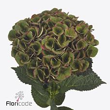Срезанные цветы оптом Hydrangea mag charlotte (classic) от 10шт из Голландии с доставкой по России
