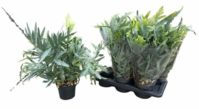 Горшечные цветы и растения оптом Phlebo A Blue Star от 6шт из Голландии с доставкой по России