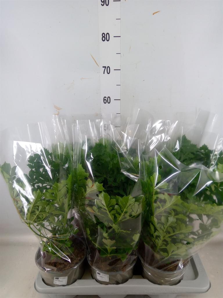 Горшечные цветы и растения оптом Cussonia от 6шт из Голландии с доставкой по России