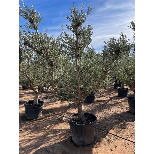 Горшечные цветы и растения оптом Olea Europaea Bonsai Nr. 01 от 1шт из Голландии с доставкой по России