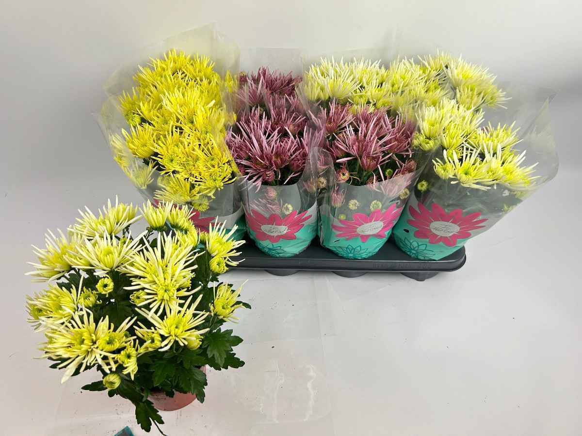 Горшечные цветы и растения оптом Chrys Anansi Gem от 8шт из Голландии с доставкой по России