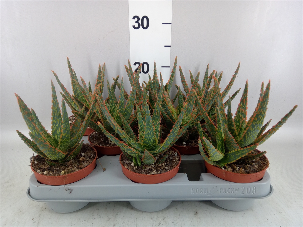 Горшечные цветы и растения оптом Aloe ... от 8шт из Голландии с доставкой по России
