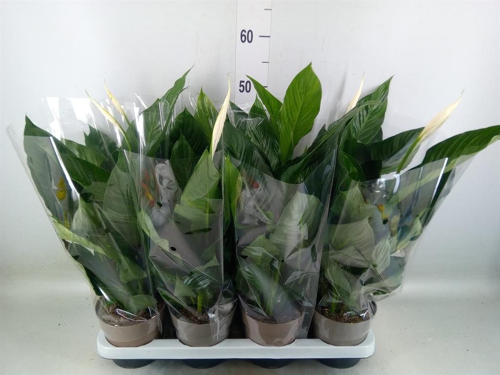 Горшечные цветы и растения оптом Spathiphyllum   ... от 8шт из Голландии с доставкой по России