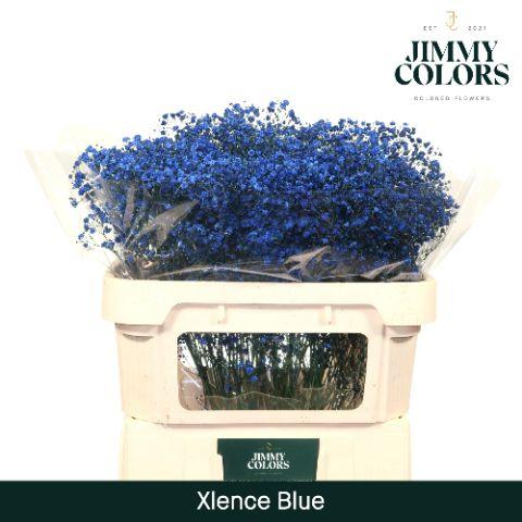 Срезанные цветы оптом Gyps large paint blue от 75шт из Голландии с доставкой по России