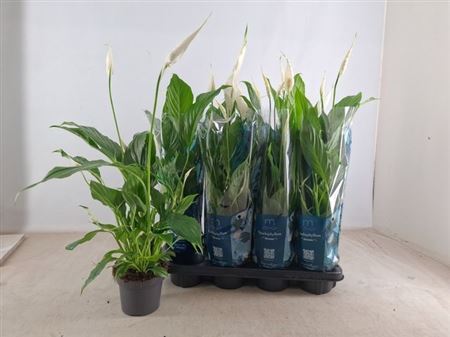 Горшечные цветы и растения оптом Spath Strauss 3+ (air So Pure) от 8шт из Голландии с доставкой по России