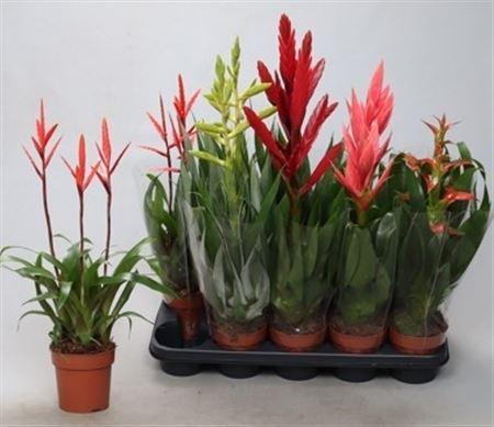 Горшечные цветы и растения оптом Bromelia Gem от 10шт из Голландии с доставкой по России