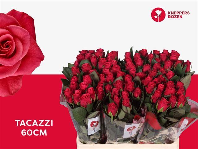 Срезанные цветы оптом Rosa large tacazzi+ от 80шт из Голландии с доставкой по России