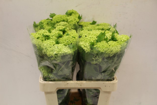 Срезанные цветы оптом Viburnum roseum от 50шт из Голландии с доставкой по России